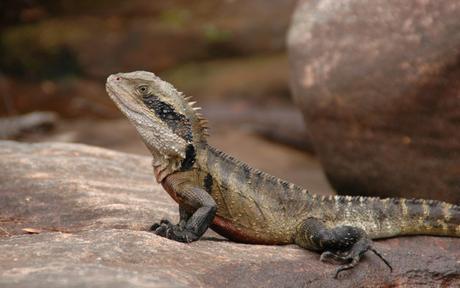 Eastern water dragon in Ku-ring-gai Chase National Park