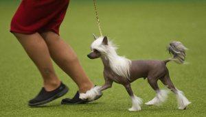 21 Reasons Why You Should Definitely Watch Crufts 2015