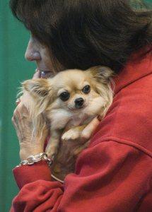 21 Reasons Why You Should Definitely Watch Crufts 2015