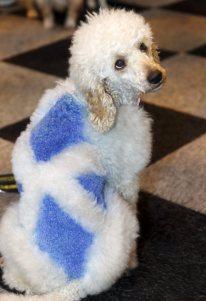 21 Reasons Why You Should Definitely Watch Crufts 2015