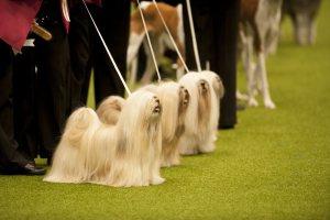 21 Reasons Why You Should Definitely Watch Crufts 2015