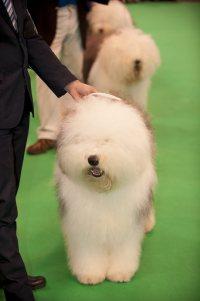 21 Reasons Why You Should Definitely Watch Crufts 2015