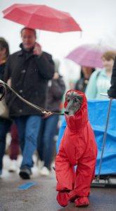 21 Reasons Why You Should Definitely Watch Crufts 2015