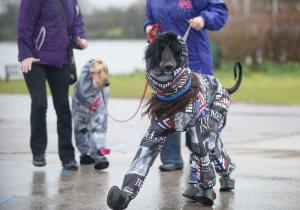 21 Reasons Why You Should Definitely Watch Crufts 2015