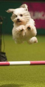 21 Reasons Why You Should Definitely Watch Crufts 2015