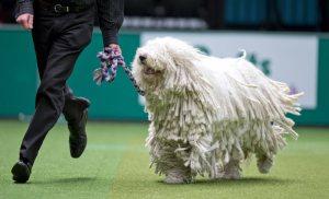 21 Reasons Why You Should Definitely Watch Crufts 2015