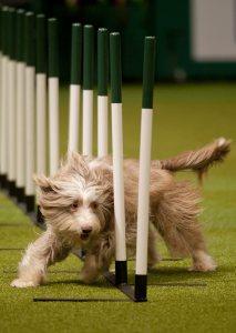 21 Reasons Why You Should Definitely Watch Crufts 2015