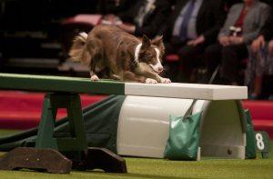 21 Reasons Why You Should Definitely Watch Crufts 2015