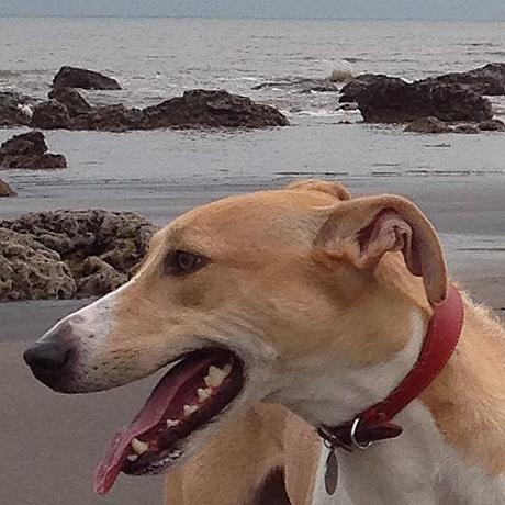 Lurcher