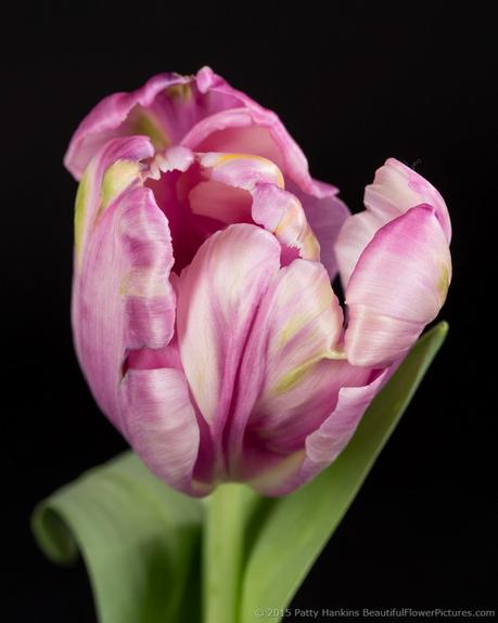 Lavender Parrot Tulip © 2015 Patty Hankins