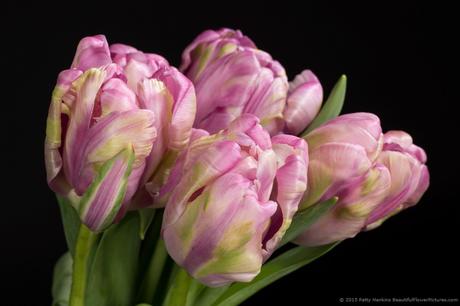 Lavender Parrot Tulips © 2015 Patty Hankins