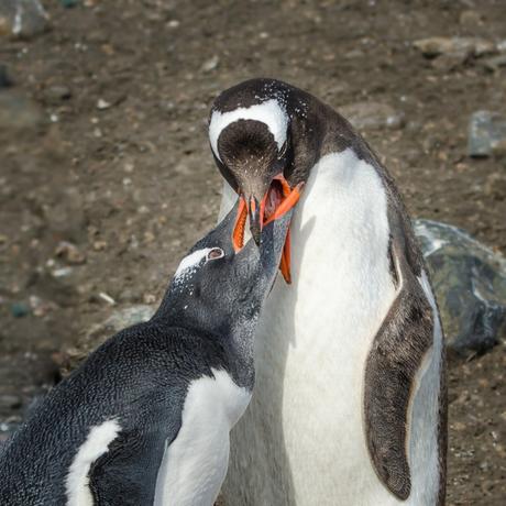 Gentoo penguin feeding the chick