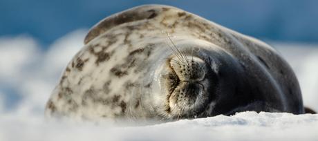 Crabeater Seal taking a nap
