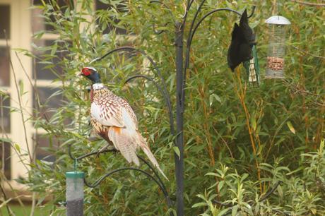 Wildlife Wednesday – Looking Back at Our February Garden Visitors Pheasant and Jackdaw