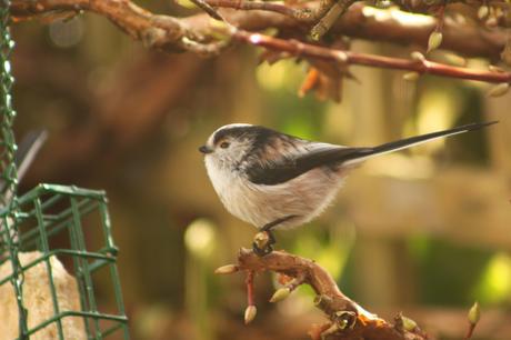 Wildlife Wednesday – Looking Back at Our February Garden Visitors Long Tailed Tit