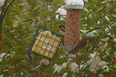 Wildlife Wednesday – Looking Back at Our February Garden Visitors Early February snow