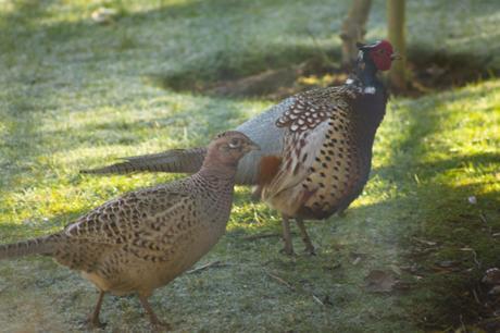 Wildlife Wednesday – Looking Back at Our February Garden Visitors Male and Female Pheasant