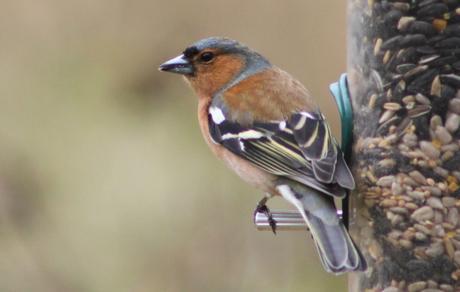 Wildlife Wednesday – Looking Back at Our February Garden Visitors IMG_3009