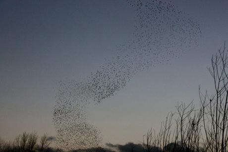 Wildlife Wednesday – Looking Back at Our February Garden Visitors Starling Murmuration at Godmanchester Nature Reserve