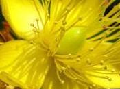 John’s Wort Uses