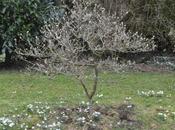 Launde Abbey Snowdrops