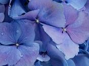 Photo: Blue Bigleaf Hydrangea Blossoms
