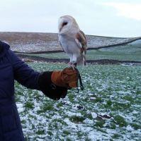 Barn Owl