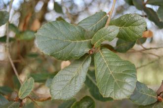Quercus reticulata Leaf (08/02/2015, Kew Gardens, London)