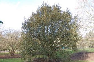 Quercus reticulata (08/02/2015, Kew Gardens, London)