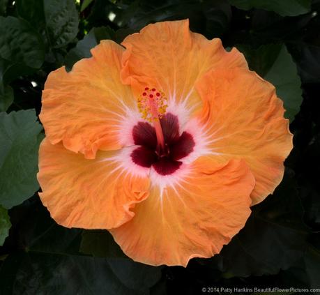 Mandarin Wind Hibiscus © 2014 Patty Hankins