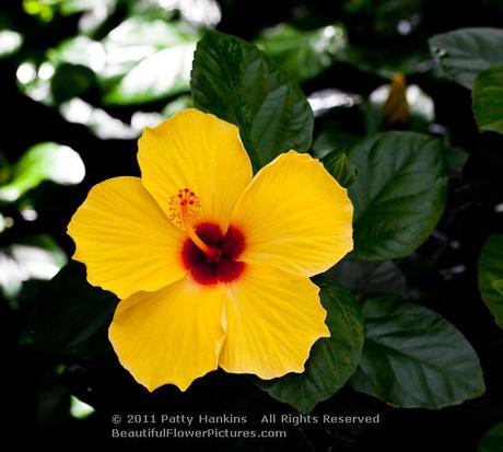 Sunny Wind Hibiscus © 2011 Patty Hankins