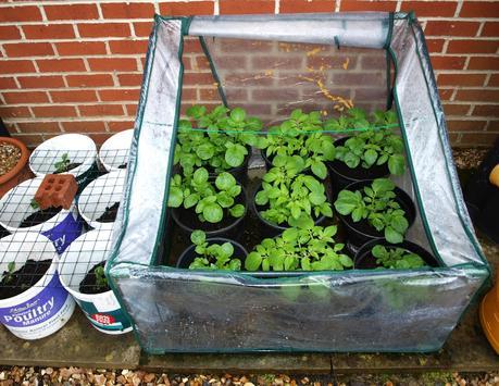 Potato containers