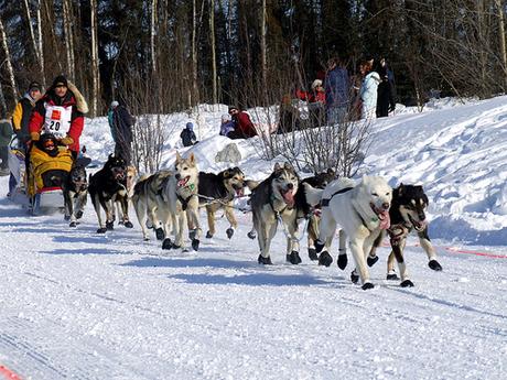 The 2015 Iditarod Gets Underway Tomorrow!