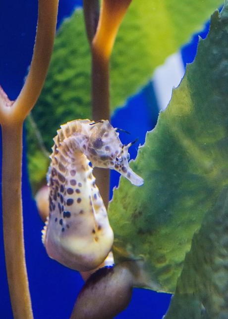 Sea horse at NOLA Aquarium