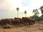 Pinnawala Elephant Orphanage Lanka