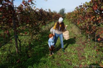 la vendemmia, vendemmia, wine grape picking, picking wine grapes, #vendemmia, emilia romagna, what to do in emilia romagna, #wine,#grapes, moms who love wine, what to do with kids in italy, what to do with kids in bologna, what to do with kids in modena, where to go with kids in modena, expat women in modena, expat moms in bologna, expats in italy, expat woman, #expatwoman,#expatwomen, expats in modena, life in Italy, life in modena, life in bologna, live in emilia romagna, what to see in modena, what to see in parma, what to see in bologna, fattoria centrofiori,#centofiori, fattoria bio, fattoria didattica, what is a learning farm, italy's learning farm, what to do in italy with kdis, where to go in italy with kids, the italian countryside, pigiare, the italian harvest, grape harvesting in italy, grape harvesting, life in europe, what is life like in europe, mom and son, mom blog, expat blog in italy, expat blog in modena, expat in italy, canadian blogger, italian blogger, blogger in italy, help for newcomers to italy, help for new comers to modena