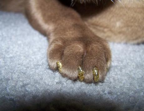 Top 10 Cats With Painted Claws