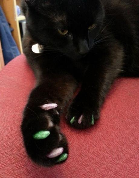 Top 10 Cats With Painted Claws