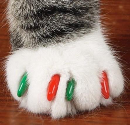 Top 10 Cats With Painted Claws