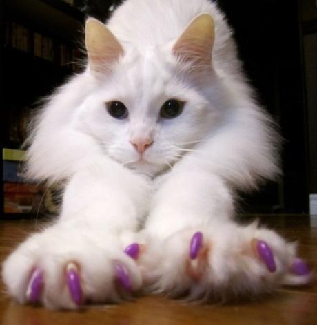 Top 10 Cats With Painted Claws