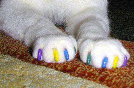Top 10 Cats With Painted Claws