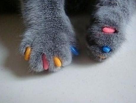 Top 10 Cats With Painted Claws