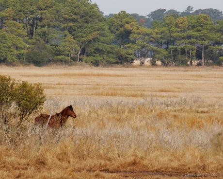 Chincoteague Pony © 2006 William Lawrence