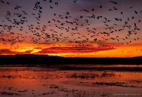 Sunrise at Bosque del Apache ©2009 Patty Hankins