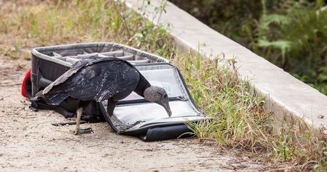 Turkey Vulture © 2013 William Lawrence