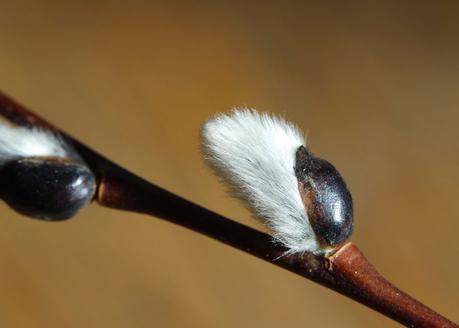 Winter Tree Following:  cottonwood, juniper, willow