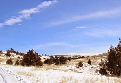 Winter Tree Following:  cottonwood, juniper, willow