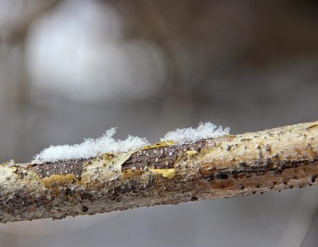 Winter Tree Following:  cottonwood, juniper, willow