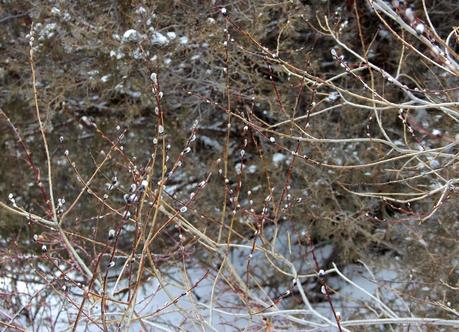 Winter Tree Following:  cottonwood, juniper, willow