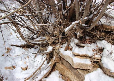 Winter Tree Following:  cottonwood, juniper, willow